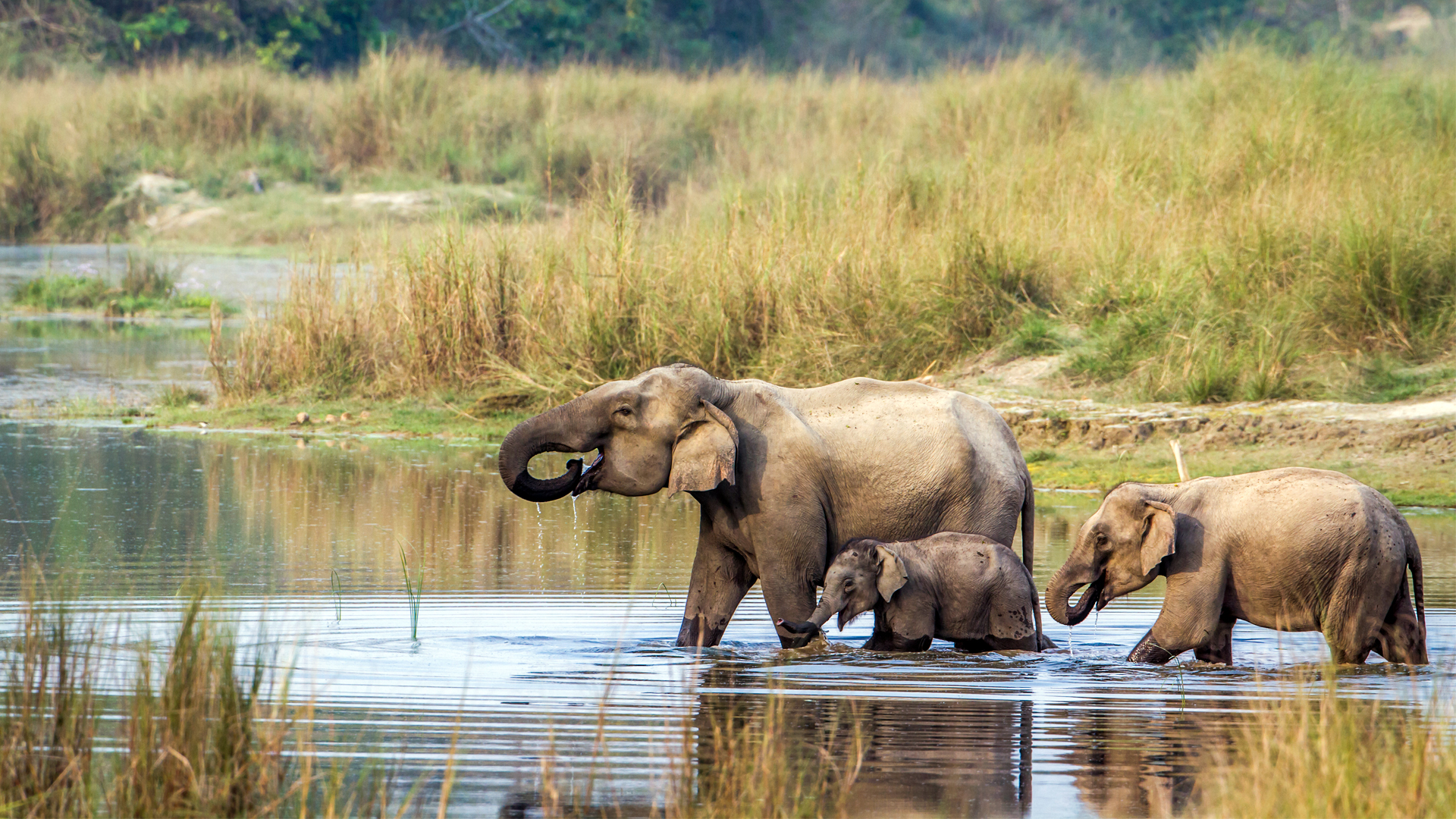Chitwan Wildlife Tour