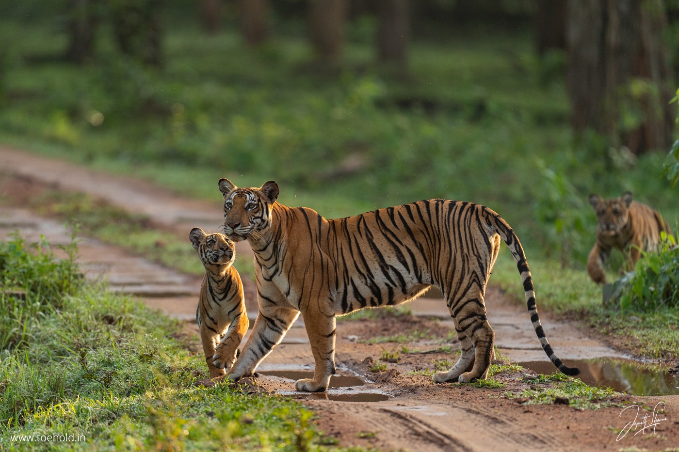 Karnataka Wildlife Tour