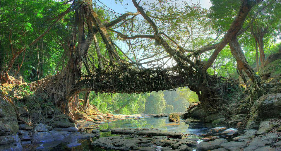 Living Root Bridges Tour